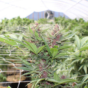 Read more about the article SC FARMS AND ORGANIC CANNABIS FARMING