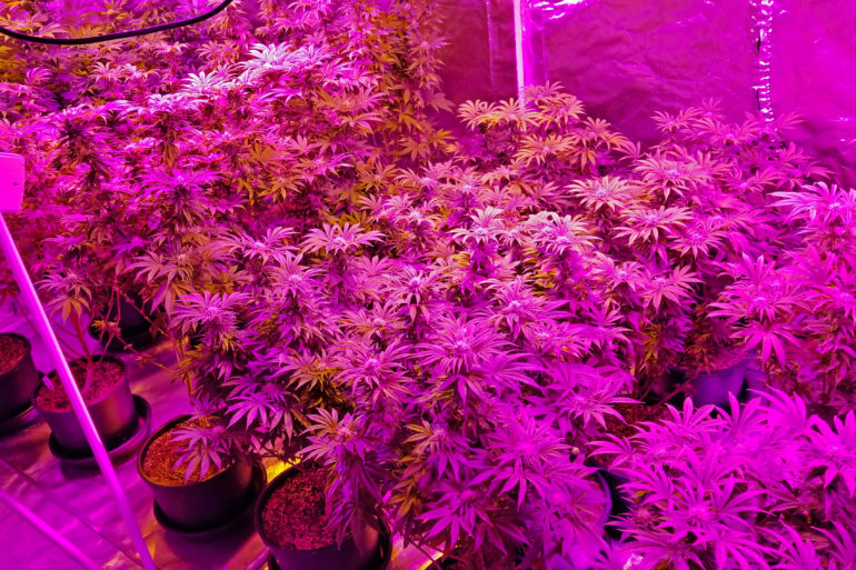You are currently viewing Quick and Easy Indoor Cannabis Growing Tips to Increase Yield and Quality
