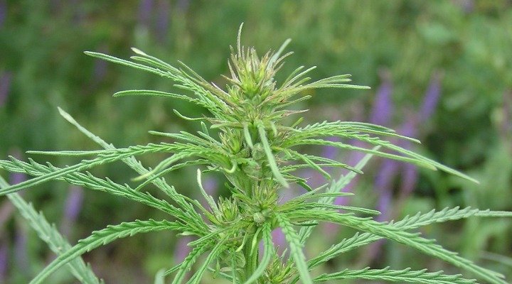 You are currently viewing Understanding Cannabis Ruderalis: As Easy as One, Two, Three