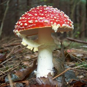 Amanita Muscaria Mushroom Essence