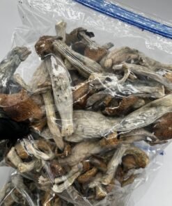 Alternative view of Albino Penis Envy Mushrooms